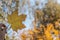 Fall maple leaf in front of autumnal garden, vibrant warm colors of autumn