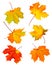 Fall maple leaves