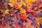 Fall Maple Leaves Background