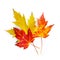 Fall maple leaves on white