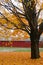 Fall: maple tree with yellow leaves