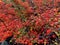 Fall maple vines in hardened lava rock