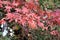 Fall maples - Acer palmatum - at botanical garden.