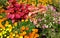 Fall marigolds and flowers