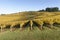 Fall Morning Colors of Vineyards in the Mid Willamette Valley, Marion County, Western Oregon