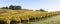 Fall Morning Colors of Vineyards in the Mid Willamette Valley, Marion County, Western Oregon