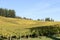 Fall Morning Colors of Vineyards in the Mid Willamette Valley, Marion County, Western Oregon