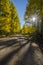 Fall Morning Drive in the Aspens