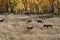 Fall Mountain Landscape of Aspen Groves