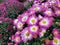 Fall Mums in Blooming Vibrant Colors