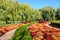 Fall mums at Chicago Botanic Garden