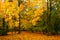 Fall nature. Autumnal park. Trees with colorful yellow orange foliage in park.