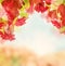 Fall Nature Background with Red Berry, Autumn Leaves