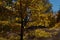 Fall Oak in Backlit Color