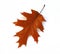 Fall oak leaf on white background