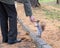 In the fall, in the old city park, a senior man gives walnut in his hand to a pretty little squirrel. Squirrel stands on its hind