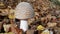 Fall And One Poisonous Wild Mushroom