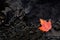 Fall Orange Maple Leaf on Dark Wet Rocks