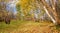 Fall Panorama: Autumn Forest with Golden Foliage in City Park