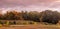 Fall panorama with changing leaves and rows of grape vines
