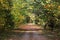 Fall pathway with colorfull leaves and trees