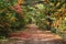 Fall pathway with colorfull leaves and trees