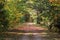 Fall pathway with colorfull leaves and trees