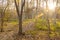 Fall pathway with trees and leaves on floor