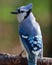 Fall Perching Blue Jay