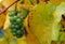 Fall Pinot Gris Grapes