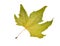 Fall platanus orientalis leaf