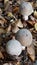 Fall And Poisonous Wild Mushrooms