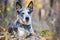 Fall portrait of Australian cattle dog