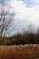 Fall Prairie Grasses Blowing in the wind