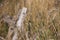 Fall prairie wheat stalks