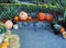 Fall produce on a Thanksgiving display