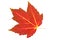 Fall red maple leaf isolated