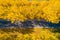 Fall. Road. Autumn travel background. Road in fall forest from above.