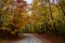 Fall road in forest of Pictured Rocks National Lakeshore Munising. Trees tunnel.