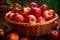 Fall\\\'s fruitful gift, basket overflowing with red juicy organic apples