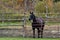 Fall scene of a black horse standing at a gate to barnyard