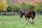 Fall scene of a Clydesdale horse with burdocks in its leg feathers