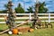 An Fall Scene of Gourds and Pumpkins and Antique Farm Equipment