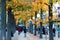 Fall scenery of a city sidewalk under colorful maple trees in Downtown Ikebukuro