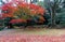 Fall scenery of a fiery maple tree in a Japanese garden in Sento Imperial Palace  Royal Park  in Kyoto, Japan