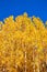 Fall season cluster of golden yellow aspen trees