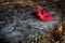 Fall season concept. Single red maple leaf on old tree stump in the calm forest. Autumn atmosphere. Copy space