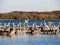 Fall Season and seagulls in Wisconsin