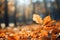 Fall serenity closeup of golden leaves, blurred autumn landscape backdrop