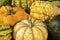 Fall Squash or Gourds in Closeup